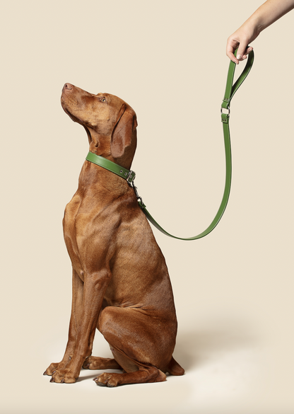 Forest green vegan apple leather dog collar-4