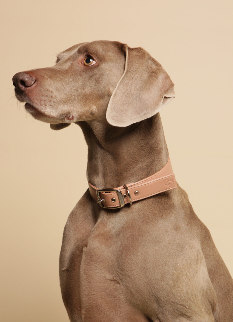 Blush pink vegan apple leather dog collar-3